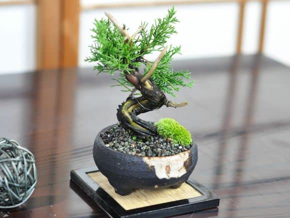 Amazon.co.jp: 盆栽妙 盆栽 小品 真柏 : DIY・工具・ガーデン
